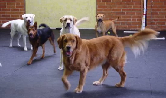 Köpek Korkusu | İsme Özel Telkin MP3